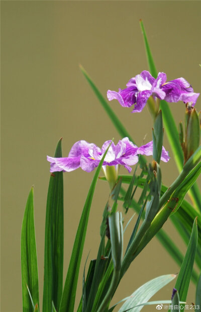 鸢尾花