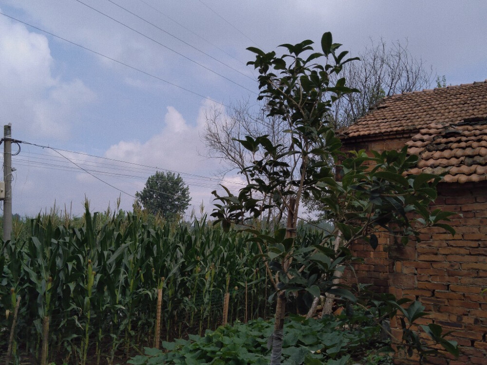 外婆家旁的风景噢，我觉得可以做壁纸了，嘻嘻嘻