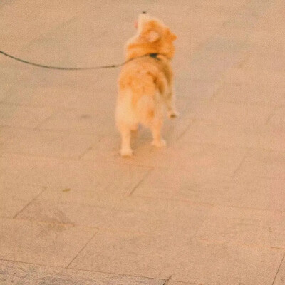 颜色系壁纸——橙系