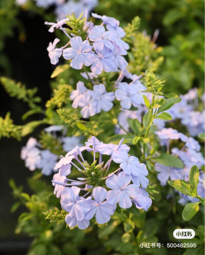 蓝雪花