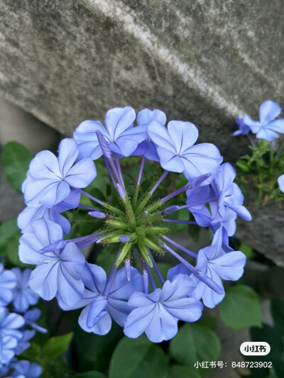 蓝雪花