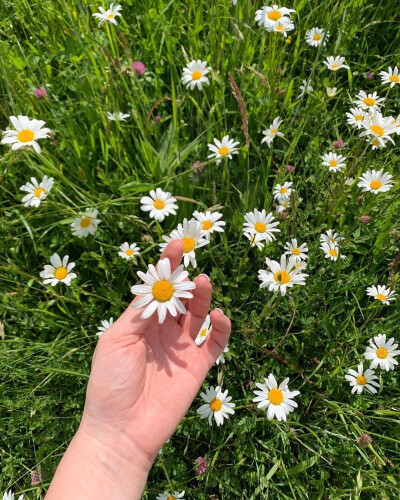 夏日小雏菊♡