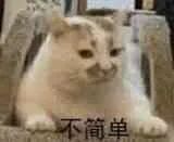 猫狗表情包