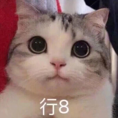 猫狗表情包