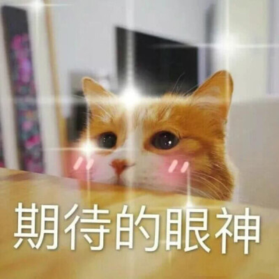 猫狗表情包