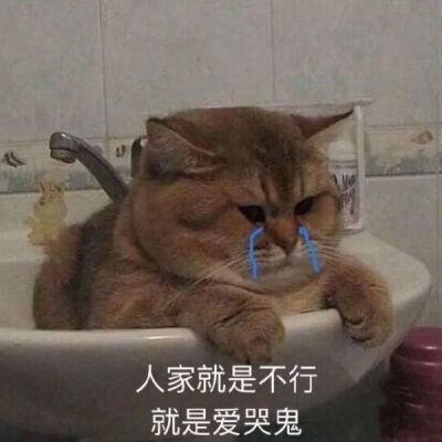 猫狗表情包