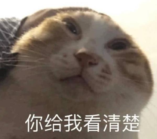 猫狗表情包