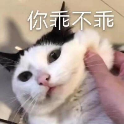 猫狗表情包