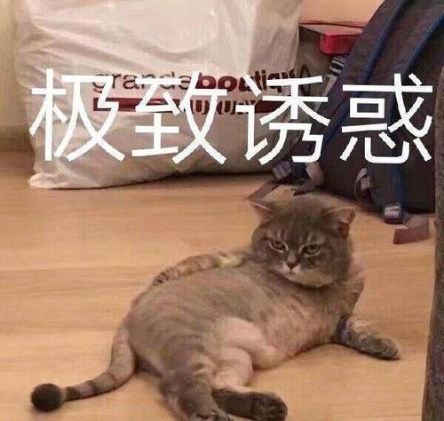 猫狗表情包