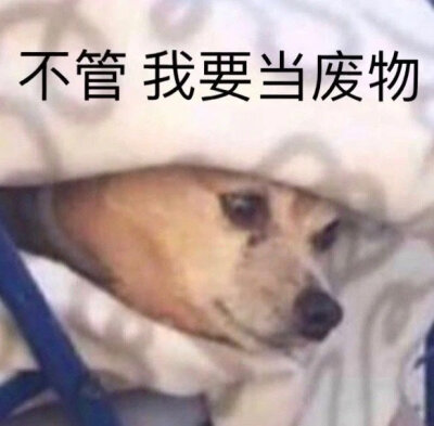 动物表情包