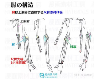 手臂结构