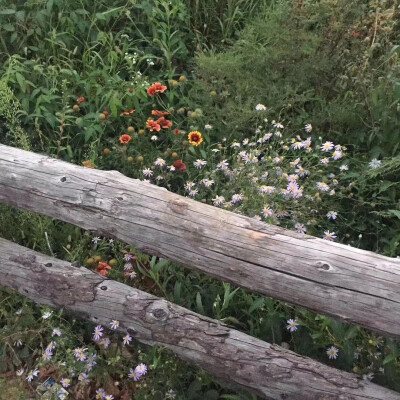 山花烂漫时