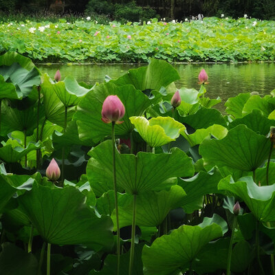 ‘荷’荷花系列手拍200626