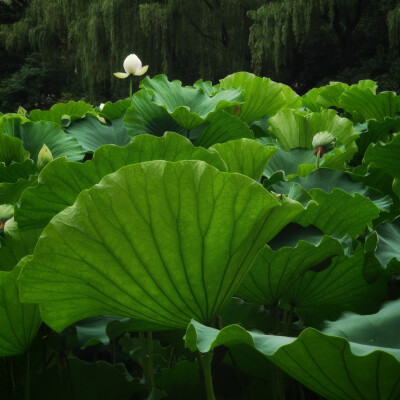 ‘荷’荷花系列手拍200626