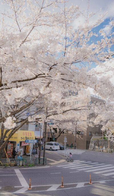 背景图/樱花