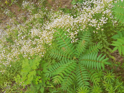 小雏菊