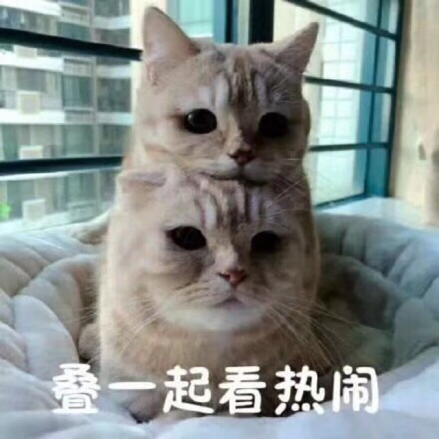 猫狗表情包