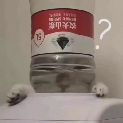 猫狗表情包