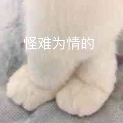 沙雕可爱表情包/一杯月白/谢绝二传