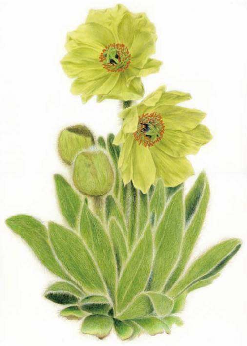 全缘叶绿绒蒿 ◎ Meconopsis integrifolia French.
油性彩铅 ◎ Oily colored pencil 41cmH×29.5cmW 2016.8
