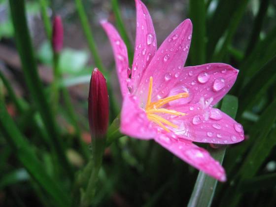 这朵神奇的小花叫韭莲，也叫韭兰，别名风雨花或风雨兰，天生的风雨指示小能手。韭莲跟葱莲是近亲，都是石蒜科葱莲属植物。葱莲白花清新，韭莲是娇俏的桃粉色。