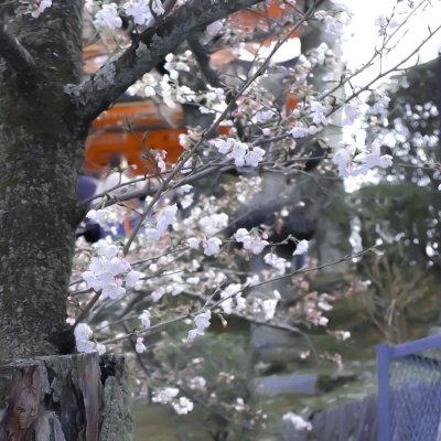 樱花树下の恋爱