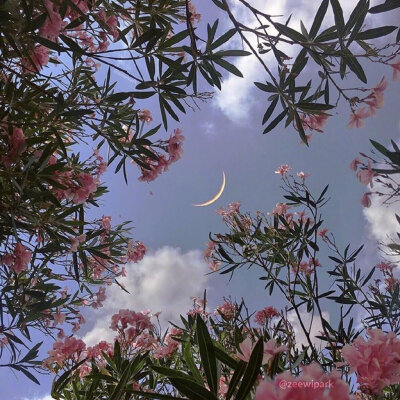 微博，温柔种茧