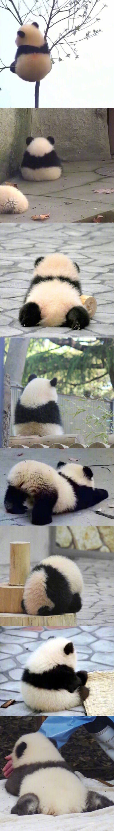 可爱/动物头像
