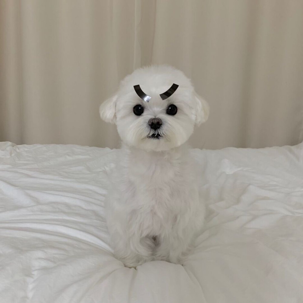 狗