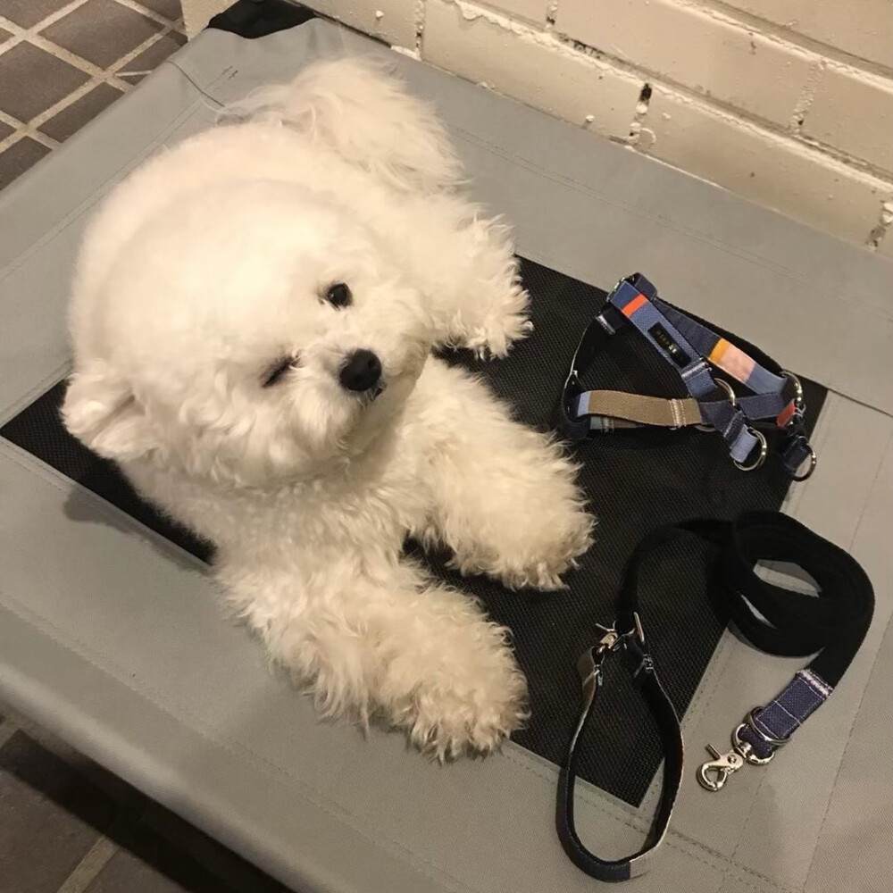 狗