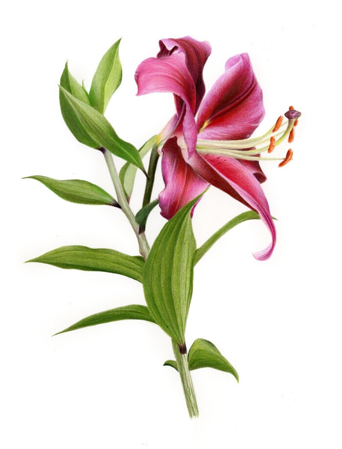 #手绘# #花卉# #植物# #彩铅#@小米与石石