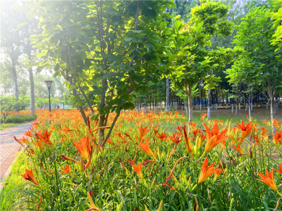 刘勇良手机纪实摄影：繁花