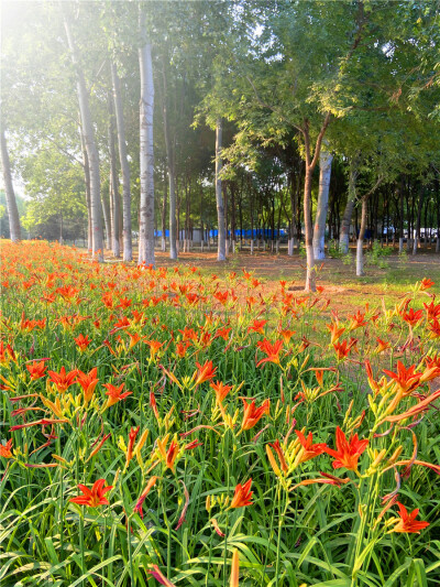 刘勇良手机纪实摄影：繁花