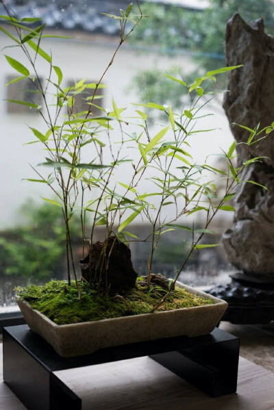 【原创】《破阵子.晨景》
南浦荷花正艳，横塘蒲草飘香。翠鸟双双争嫩蕊，白鹭行行飞落忙。沙鸥展翅翔
菡萏并蒂相伴，佳人心念情郎。芍药芬芳青叶护，桐茂迎来凤配凰。娇羞粉靥藏。
文/李国华
图/书香古语"莫道幽人一…