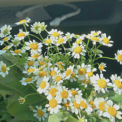 夏日 洋甘菊