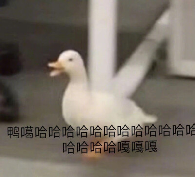 哈哈哈哈