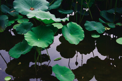 夏雨荷