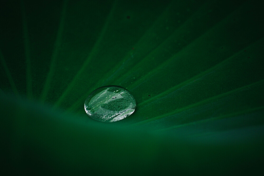 夏雨荷