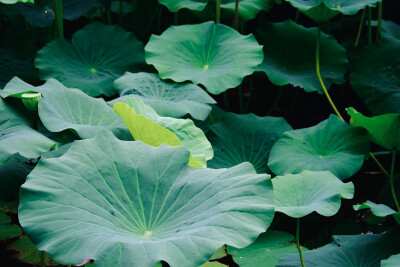 夏雨荷