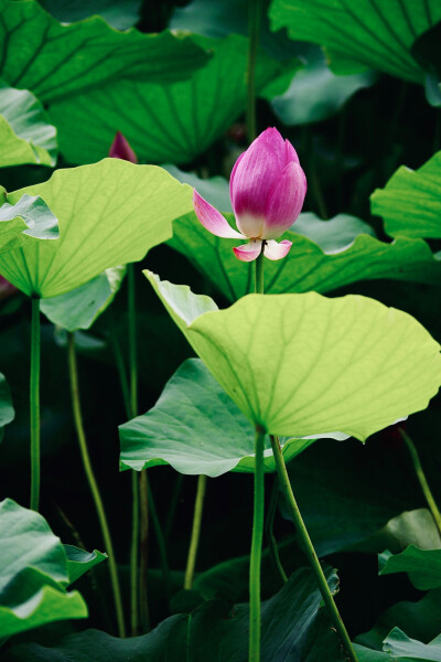 夏雨荷