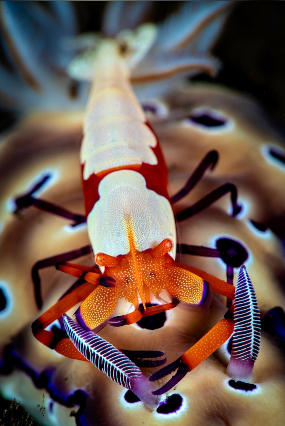 帝王蟹和海蛞蝓共生