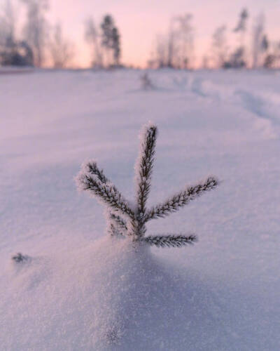 雪景