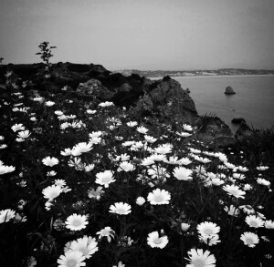 04你的喜欢会为它渡上一层金光