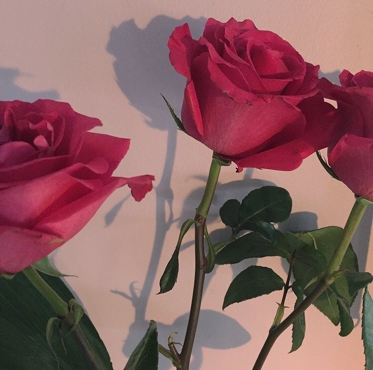 朋友圈背景图ins杂图日系无水印玫瑰