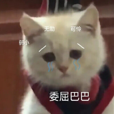 猫咪表情包委屈巴巴