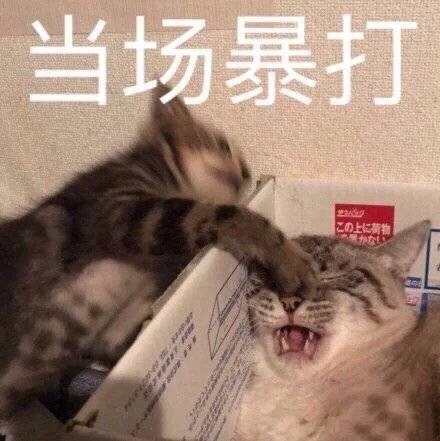 猫狗表情包