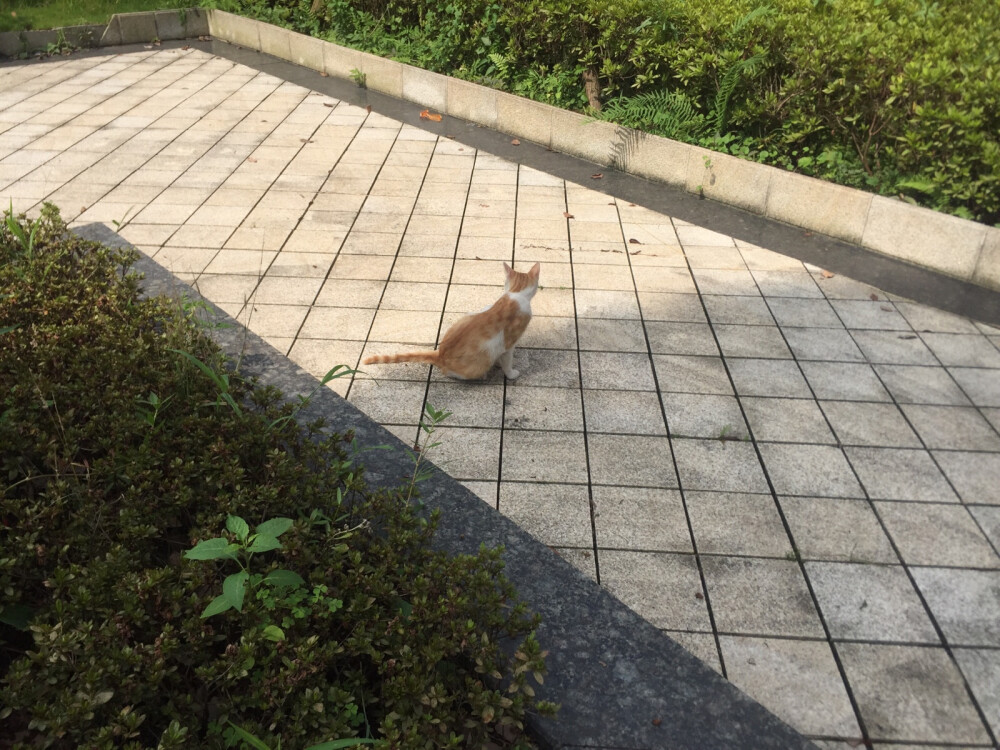 学校的流浪猫