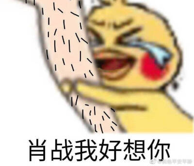 肖战可爱表情包