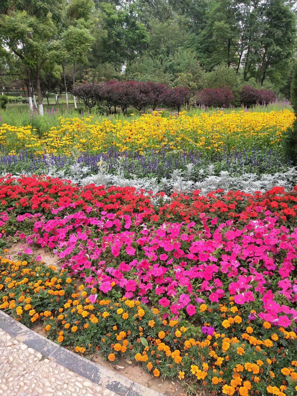 花境 从远到近☞黑心金光菊☞鼠尾草☞银叶菊☞天竺葵☞矮牵牛☞万寿菊 (缤秀园 2020.6.26)