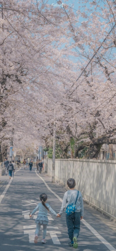 樱花壁纸